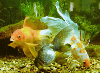 three fancy goldfish