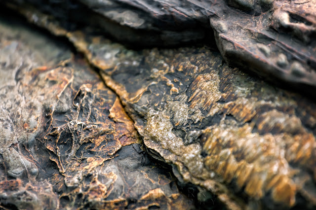 Kimmeridge Bay detail image of a rock formation and texture