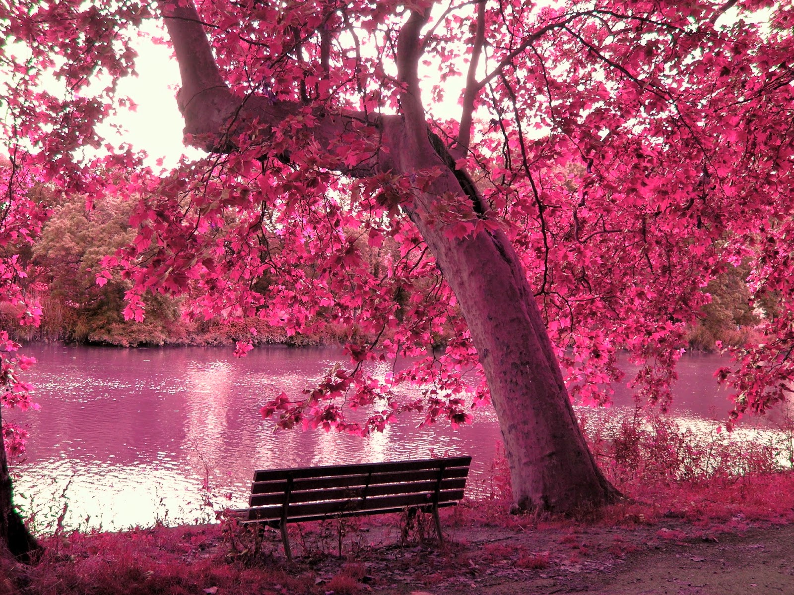 ♥ Lovely ♥ Cute ♥ Stuff ♥: Beautiful pink landscape