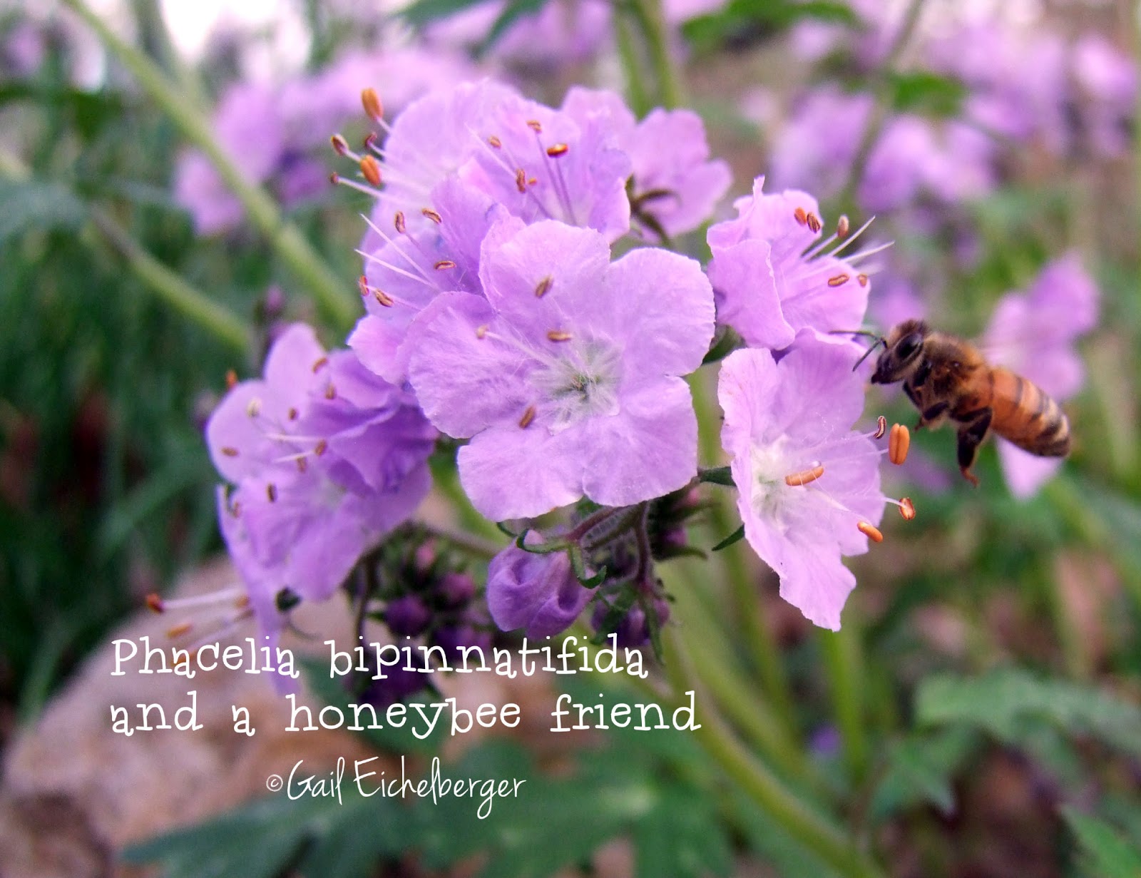 clay and limestone Bees Love Purple Phacelia and So Do I!