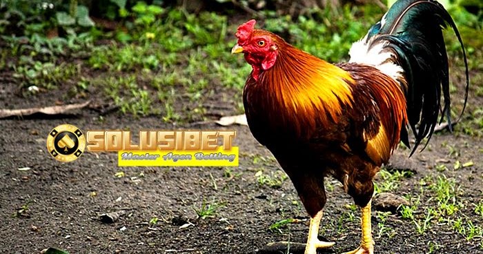 Manfaat Memelihara Ayam Kampung di Rumah - Panduan Cara Main Sbobet