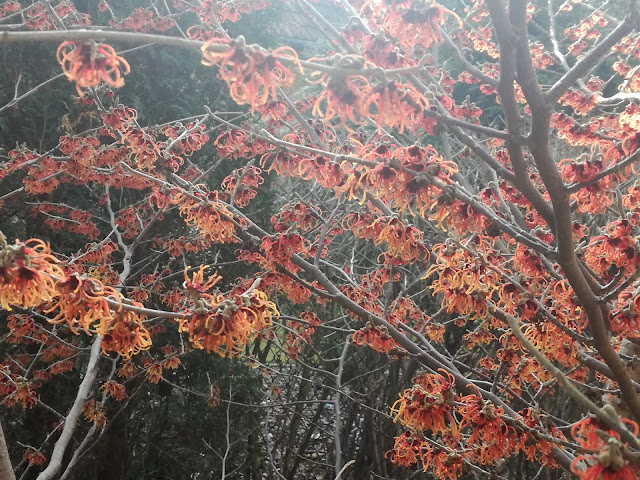 hamamelis Diane