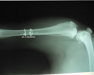 Teknik Operasi Fraktur Pelvis, Femur, dan Tibia-Fibula pada Hewan ...