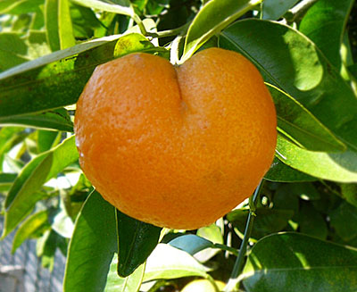 Sunburst Oranges Farmers In Japan Growing Heart Shaped Oranges