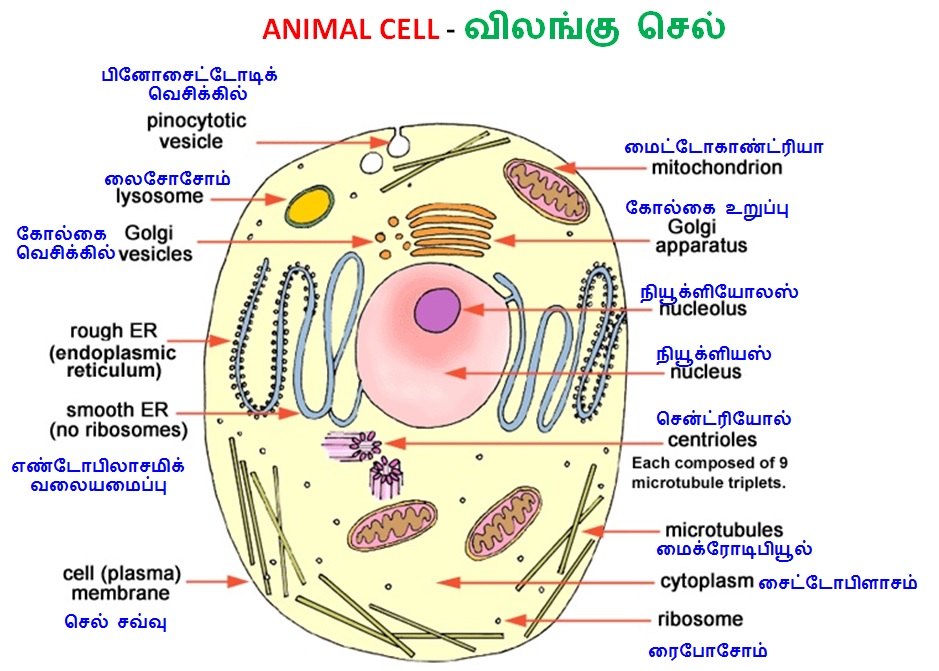 ILLUSTRATIONS OF BIOLOGICAL SCIENCES - அறிவியல் விளக்கப்படங்கள்