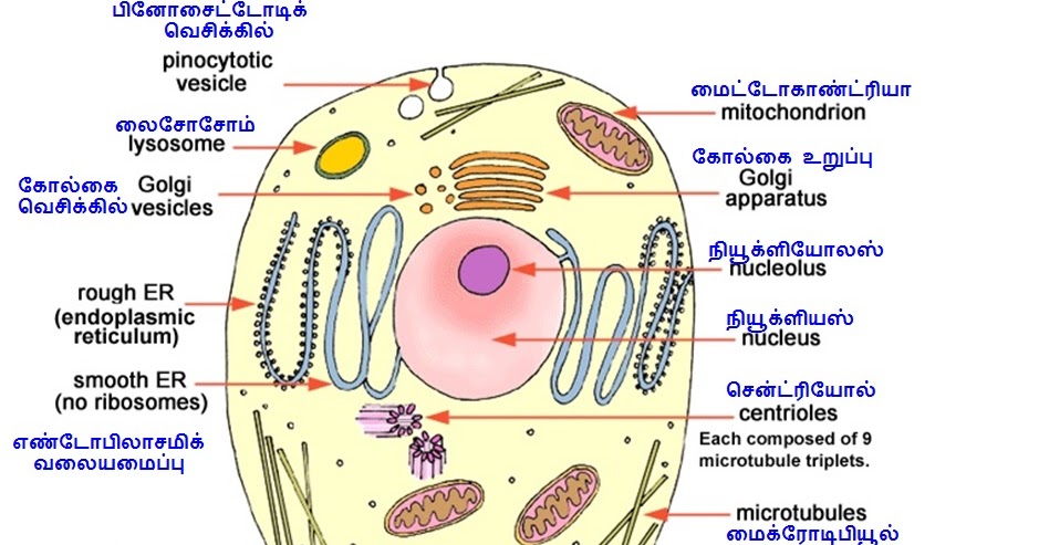 CHEMISTRY: விளங்கு செல்