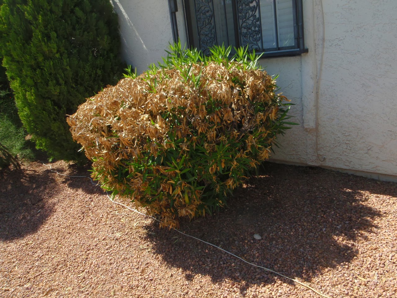 Xtremehorticulture of the Desert Oleander Shows Signs of Winter Dieback