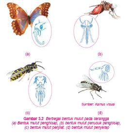 Penyesuaian Diri Mahluk Hidup Dengan Lingkungan