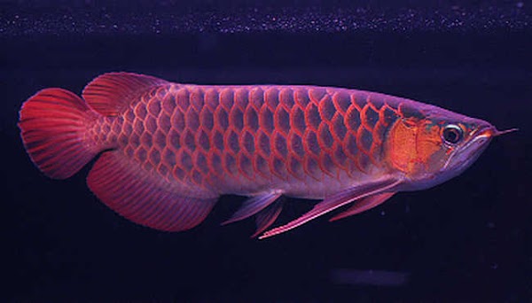 4 Jenis Ikan yang Dianggap Membawa Keberuntungan 