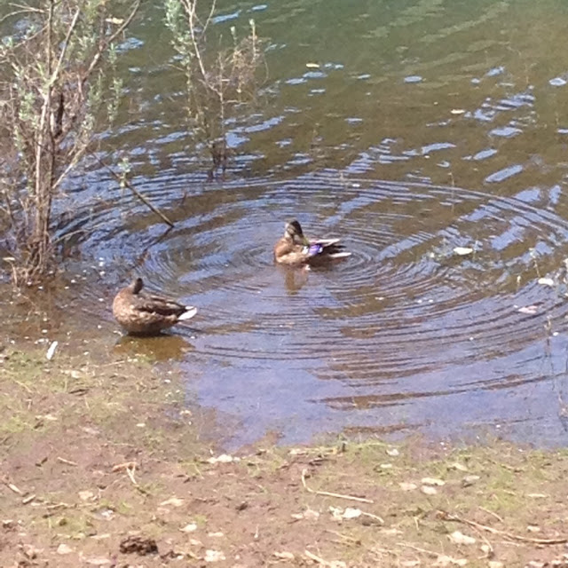 mallards at Sly Park at Pollock Pines