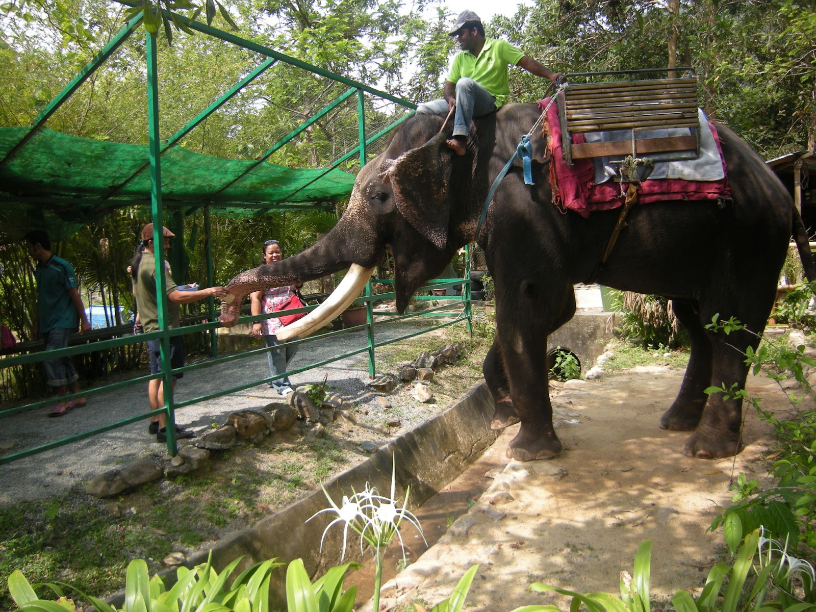 foto zaza Oriental Village Langkawi Elephant Ride