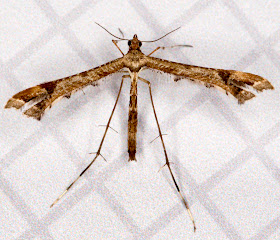 Beautiful Plume, Amblyptilia acanthadactyla.  In my computer room in Hayes on 14 August 2012.