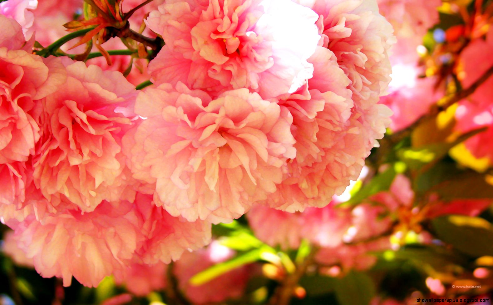 Free Desktop wallpaper  1920x1200  42391