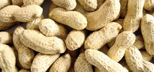 How To Grow Groundnuts Chandsar How To Grow Groundnuts Chandsar