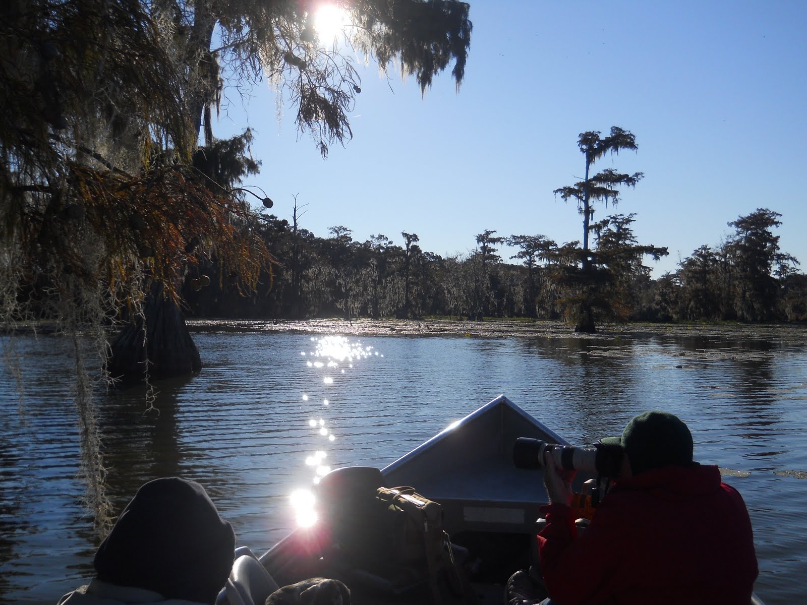 Louisiana Swamp Tours Best Swamp Tour In Louisiana