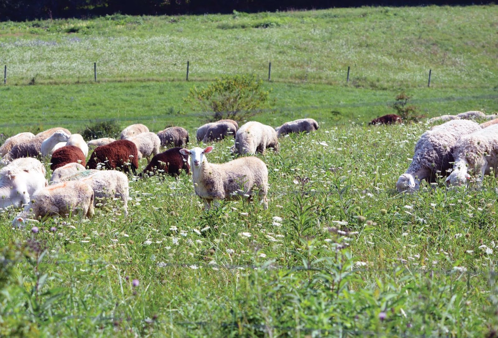 PA Environment Digest Blog Next Generation Farm Summit In Westmoreland