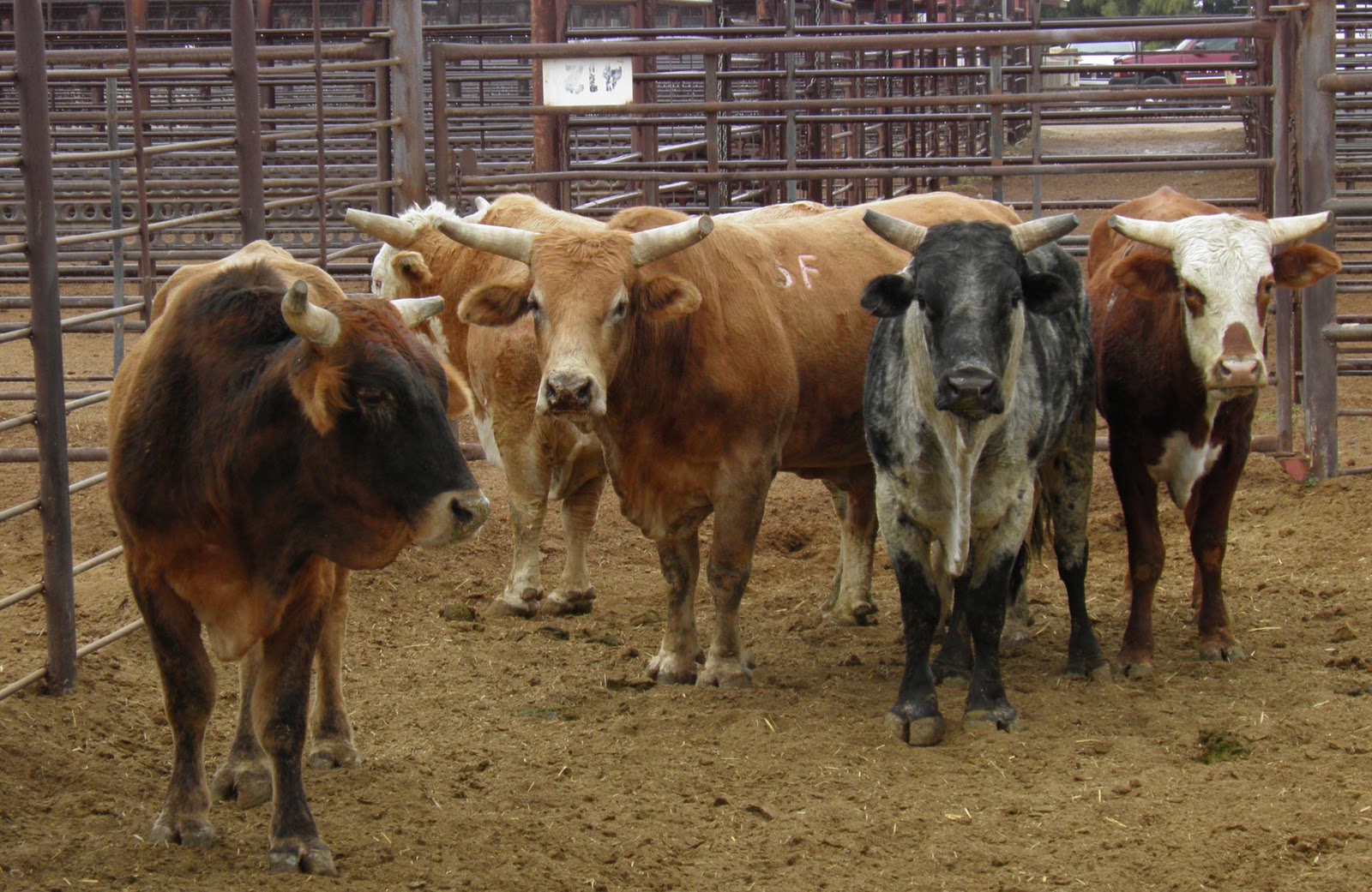 Arizona Beetles, Bugs, Birds and more Marana Stock Auction