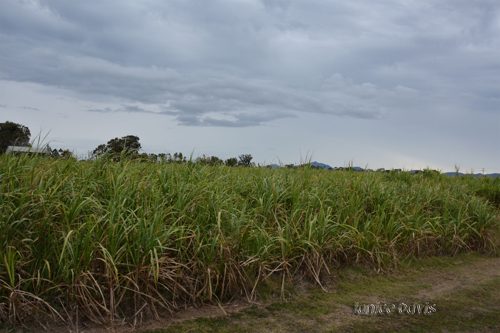 thoughts & happenings Sugar Cane, Proserpine, Queensland