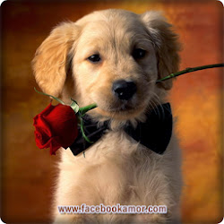 perfil imagenes bonitas rosas perro lindo imageneses imagenes