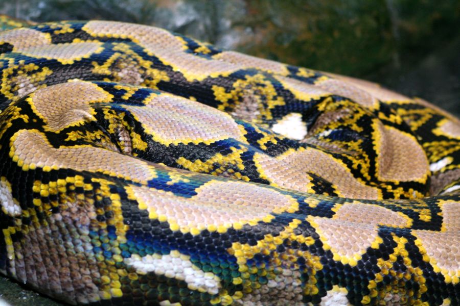 Reptiland, Allenwood PA : Reticulated Python :: All Pretty Things