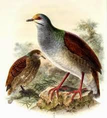 Buff fronted quail dove