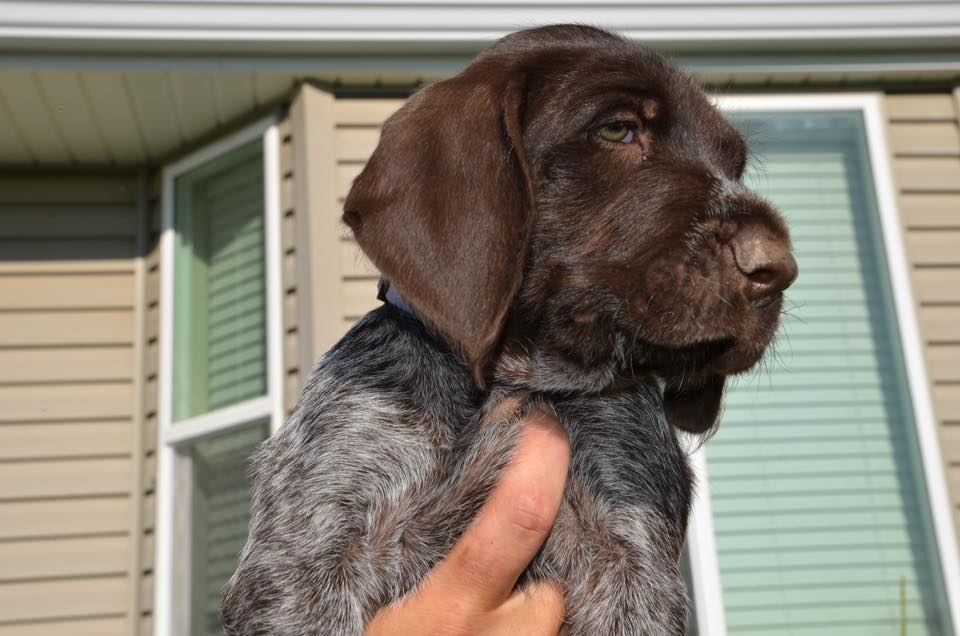 Broken Bow Kennels 2016