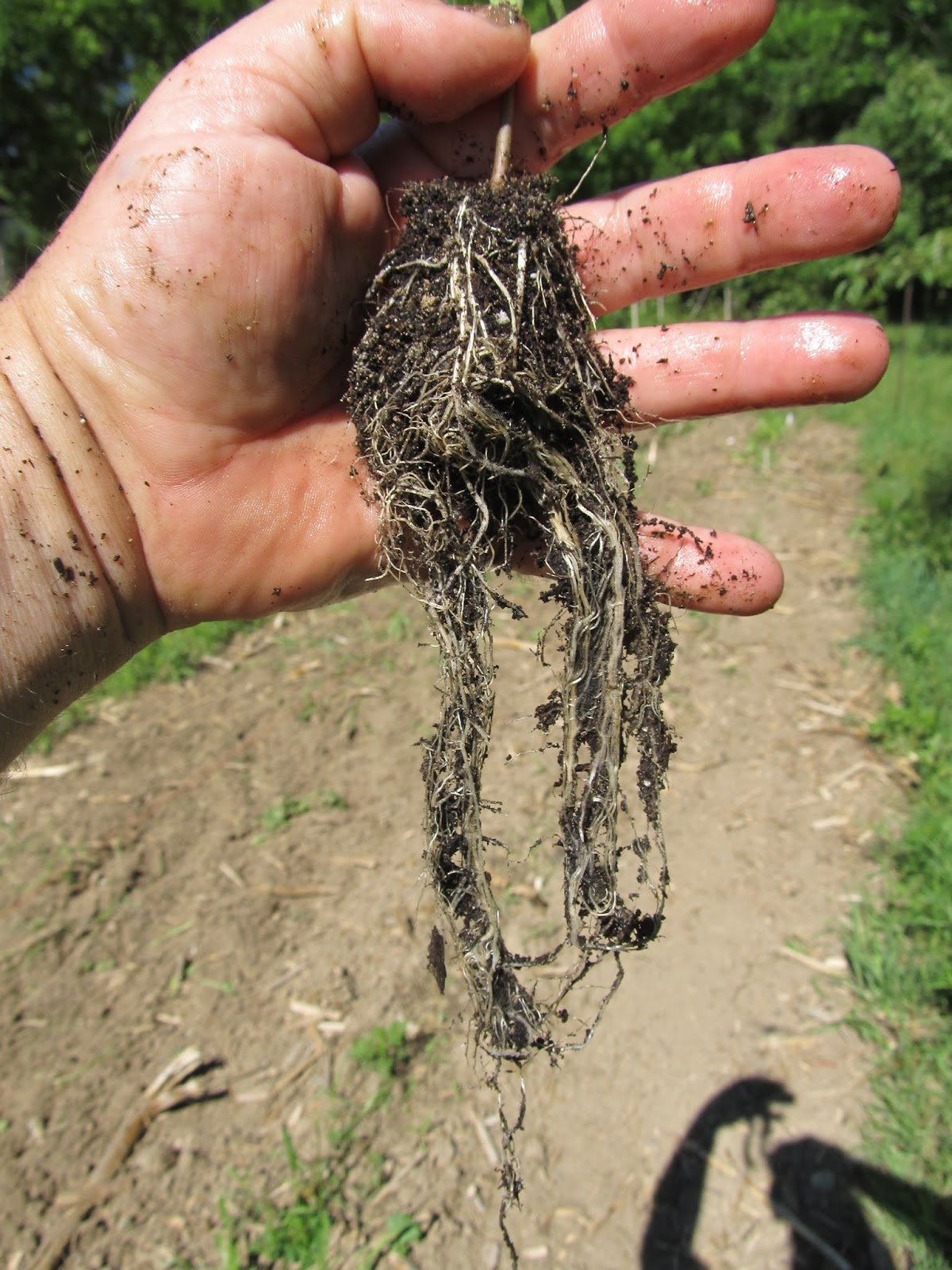 Eaton Rapids Joe Maximilian sunflower seedlings