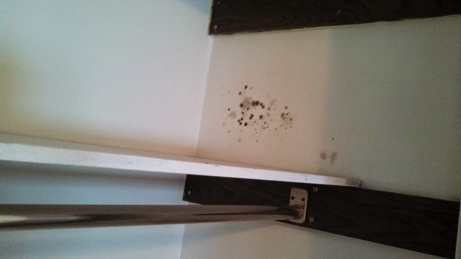 Environmental Health Hazards Black Mold in an apartment... the people