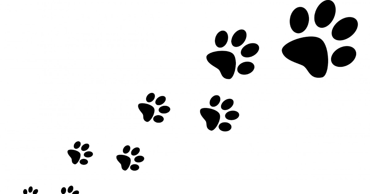 The Secret of the Universe is Choice: A Fox Knews Foe Paw