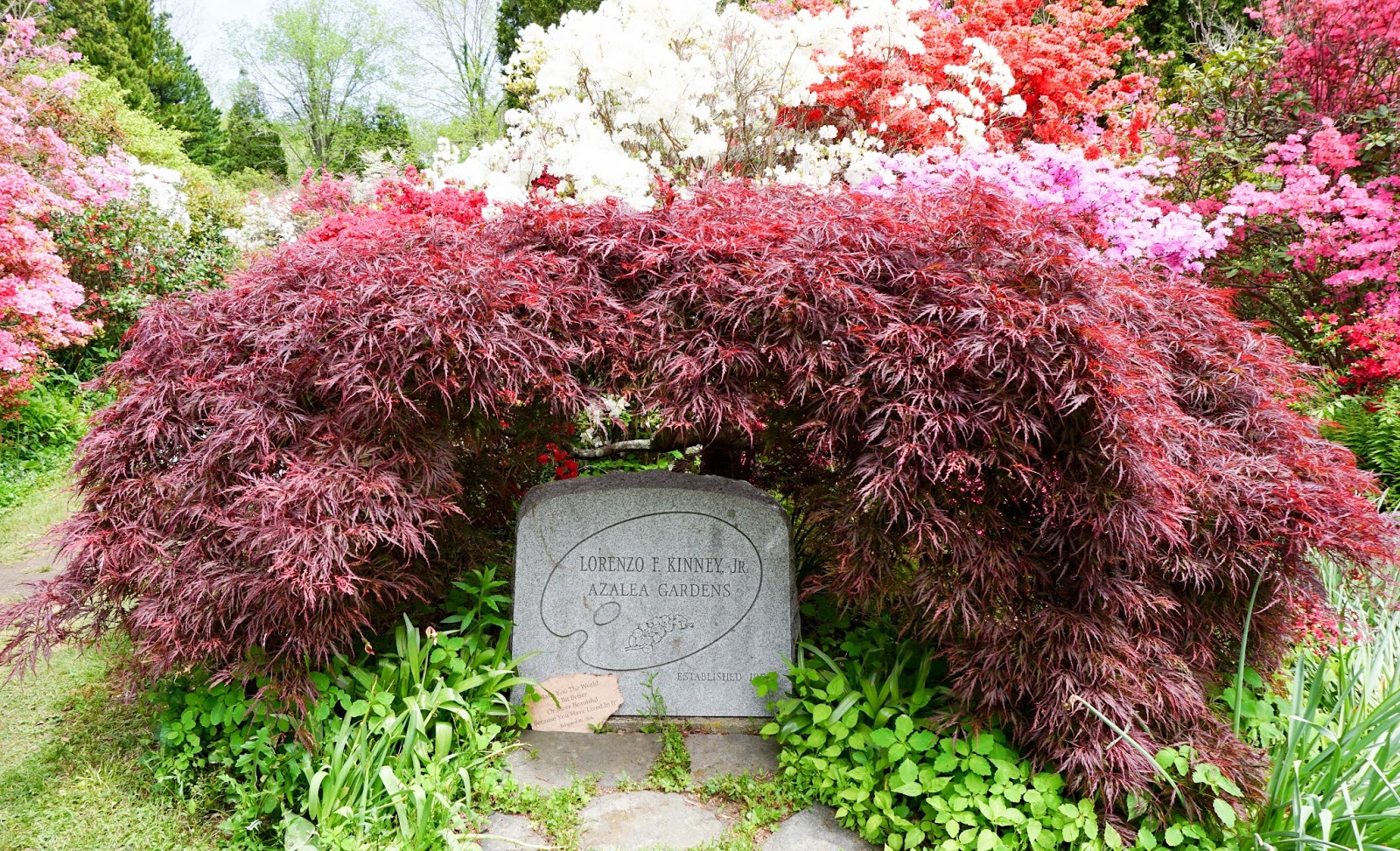 [Liste] 75 Flowering Shrubs Beginning With C Télécharger