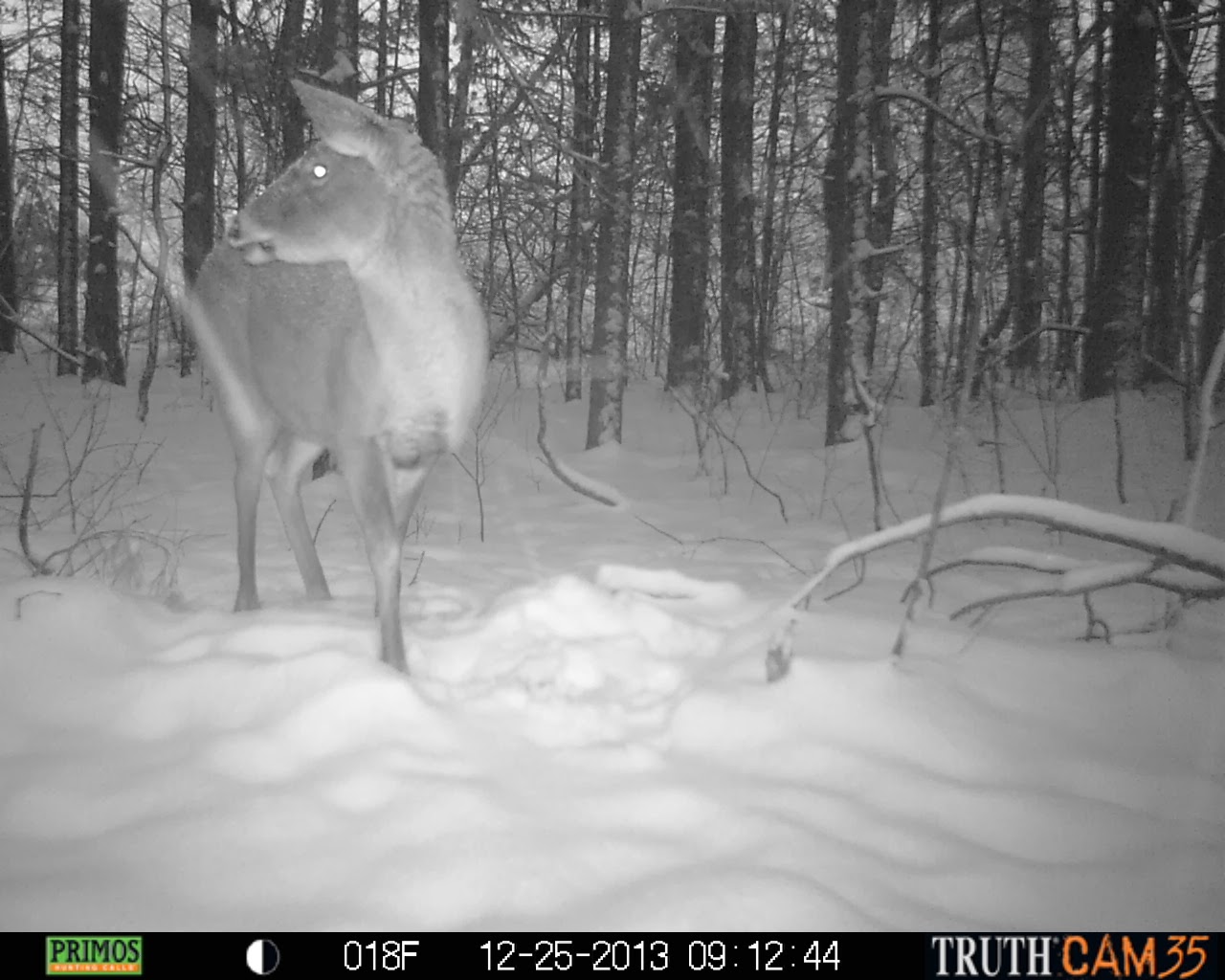 Plants Amaze Me: Catching up with the Trail Camera