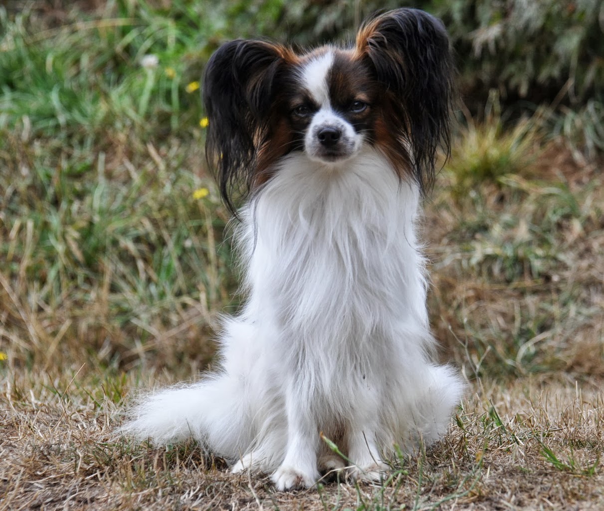 Road's End Papillons Papillon Dog 1+1/2 Years