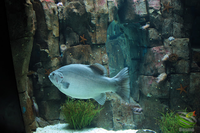 リスボン水族館