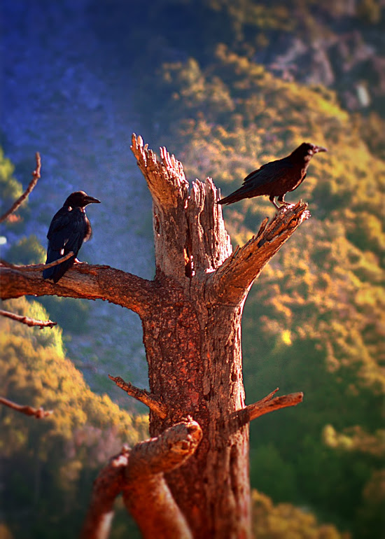 Ravens In the Morning