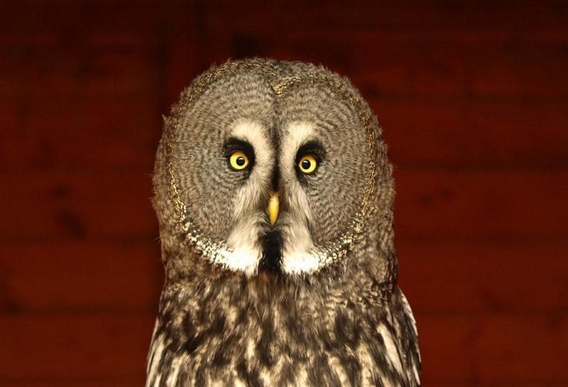 Maria Jose Strigidae.buhos, lechuzas y.sueños