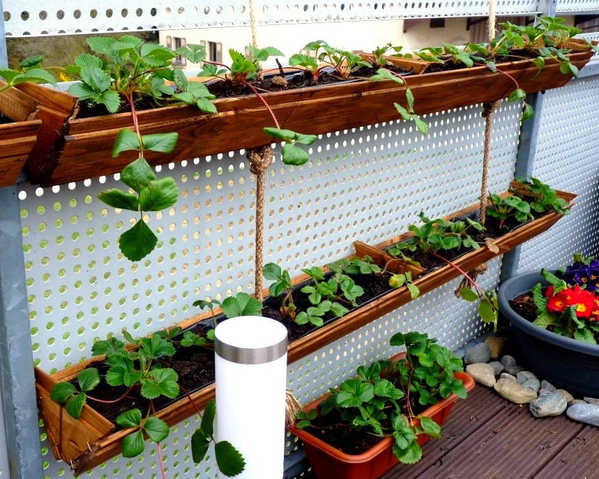 Did You Know 10 DIY Ways to Grow A Vertical Strawberry Garden