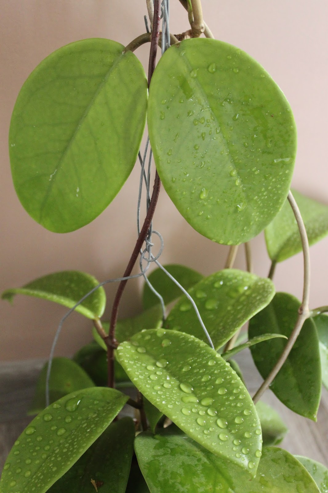 Hoyapassion: Hoya monetteae - kwitnąca premiera