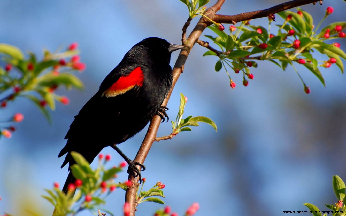 30 Beautiful Birds Wallpaper
