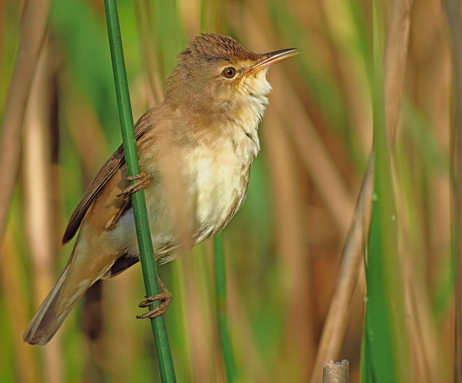 Hedgeland Tales Reed Warbler