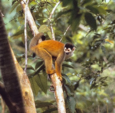 Red backed squirrel Monkey