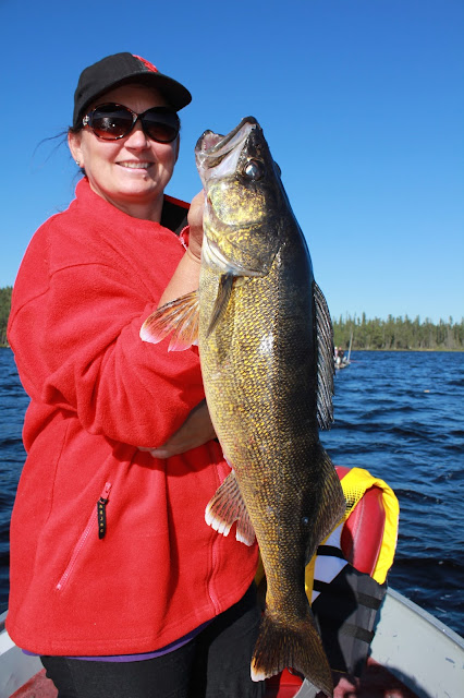 Ontario fishing report trophy walleye anglers kingdom nungesser lake north of red lake ontario.