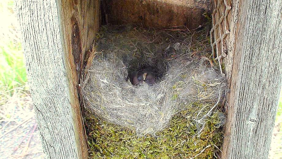 Tales From The Wilds Tree Cavity Nesting and the Blackcapped Chickadee