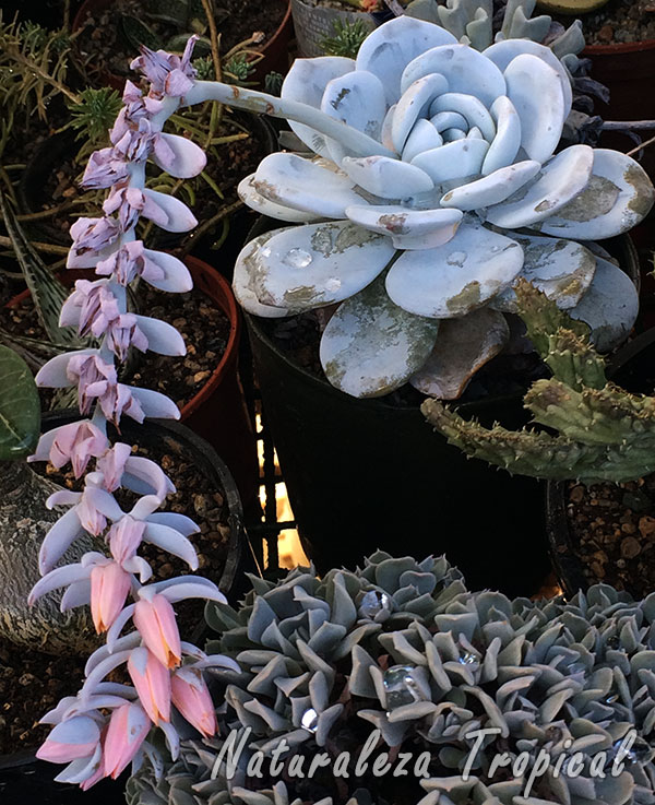 Una especie de Echeveria florecida; estas plantas son ideales para este tipo de jardín