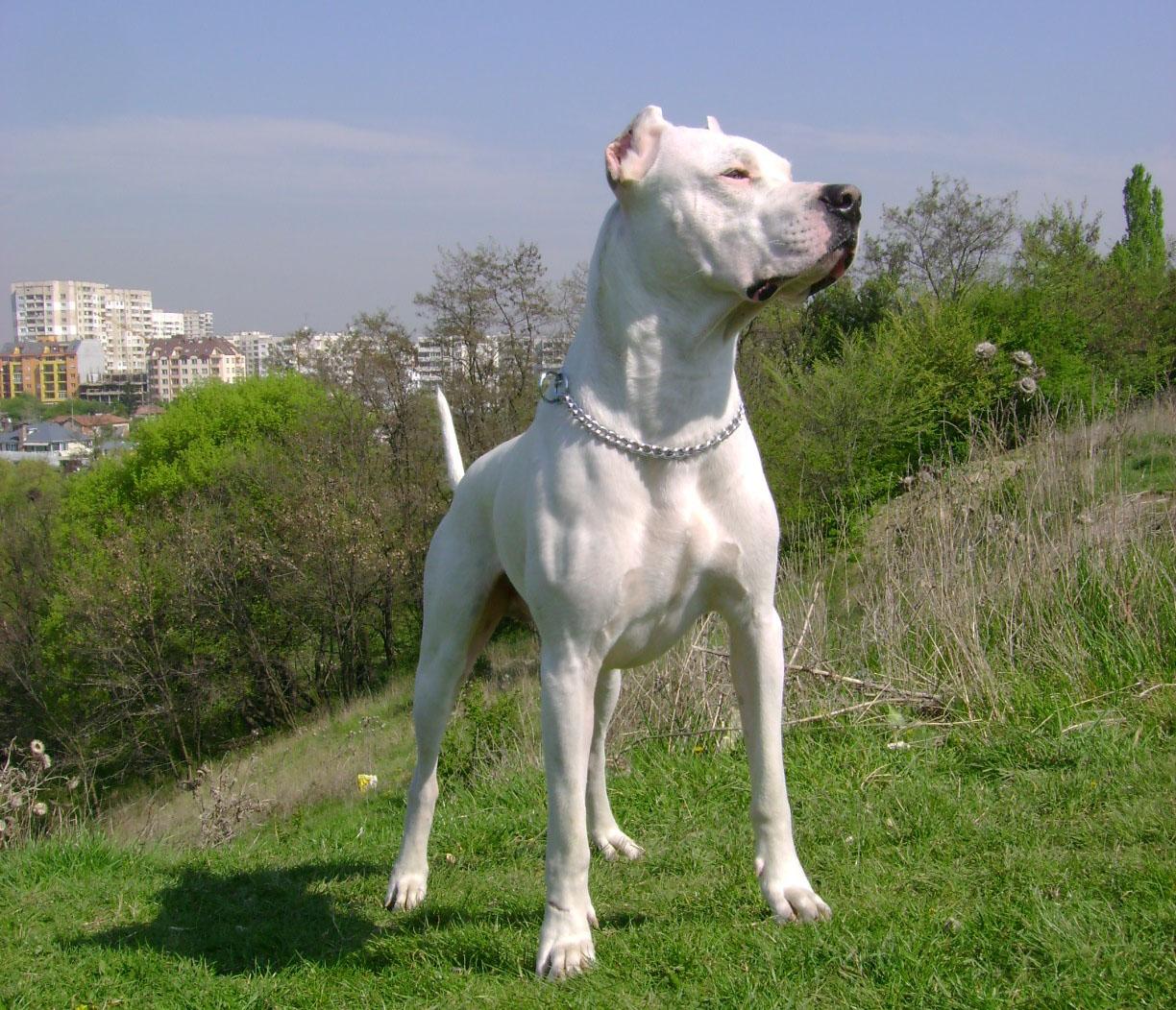 Dog Breeds Picture Argentine Dogo