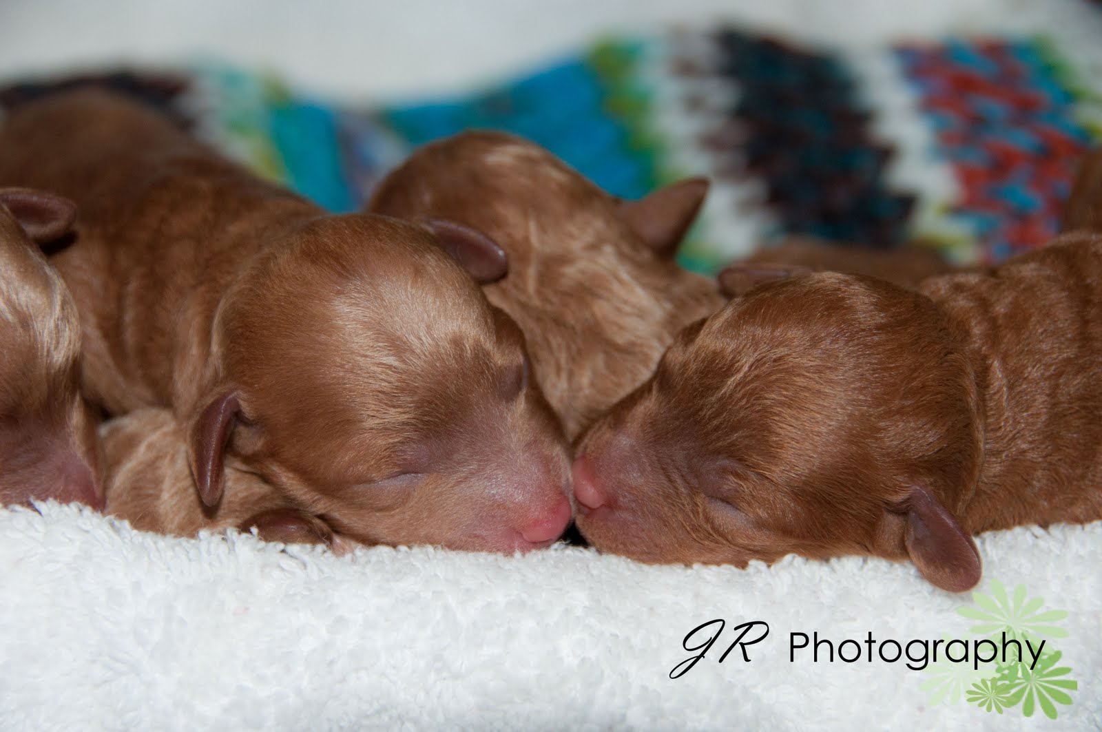 JR Photography Newborn Puppies