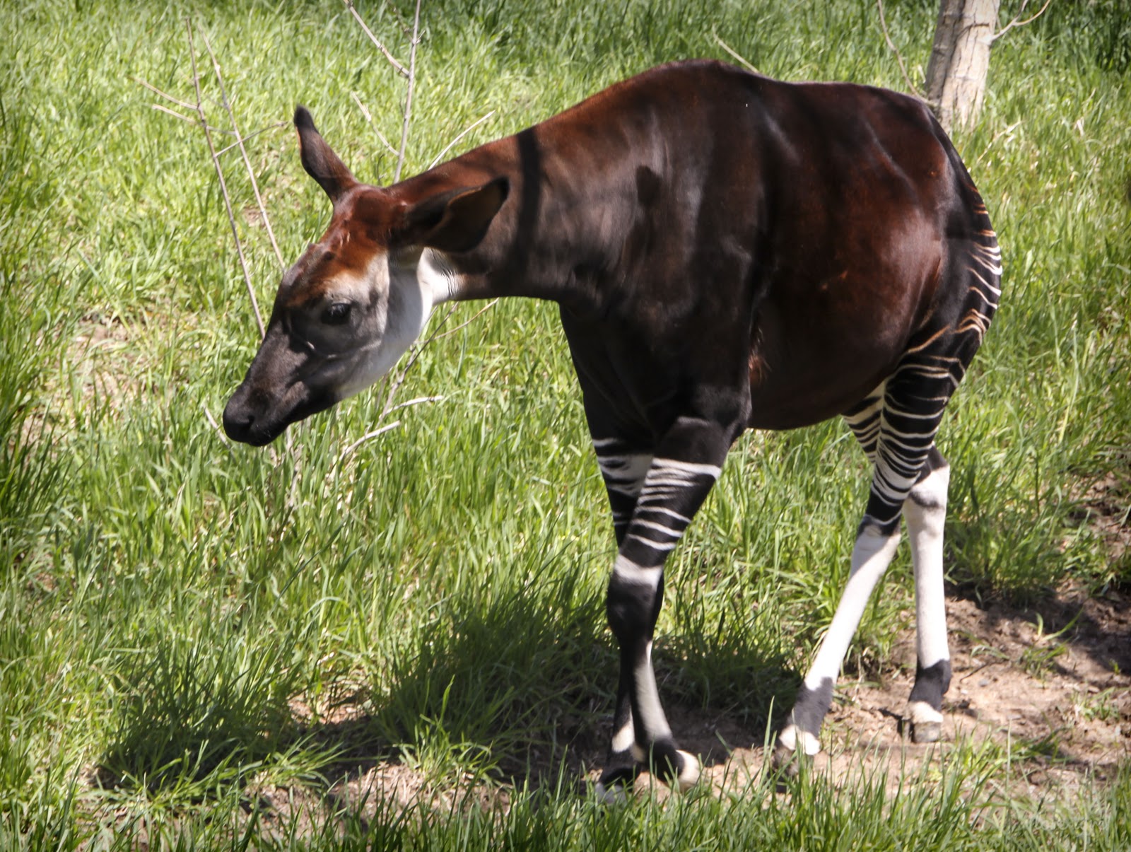 love love: Animals are weird.