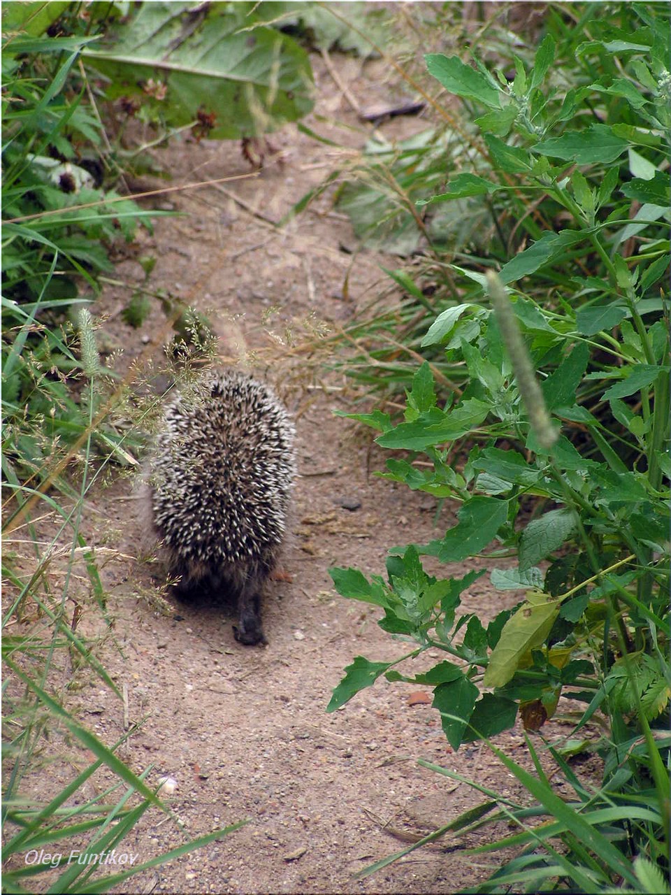 прогулка ежей. ёжик на тропинке. ежики гуляют. ежики гуляют. ежики дерутся.