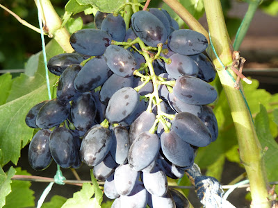 сорт винограда кодрянка