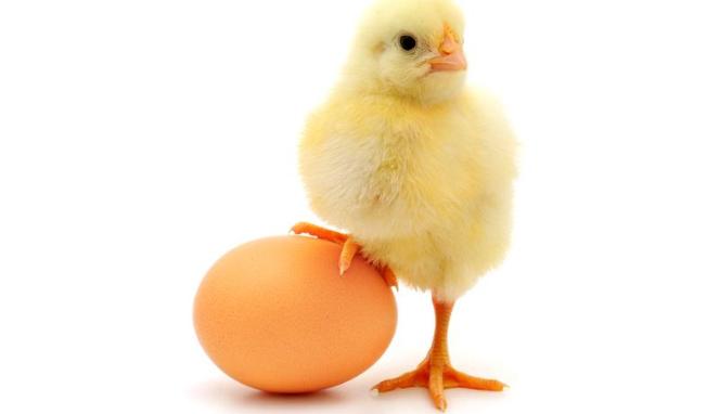87 Gambar Ayam Telur Paling Bagus