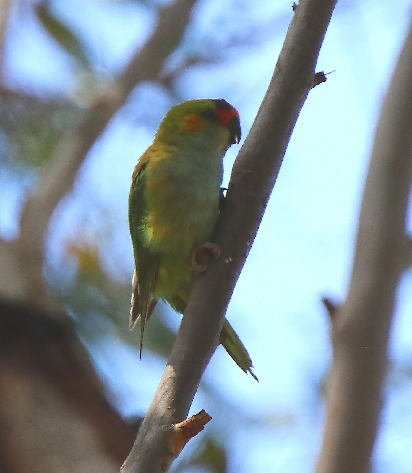 Richard Waring's Birds of Australia: Beautiful Parrots, Lorikeets and ...